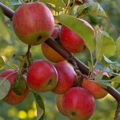 Fruit Trees