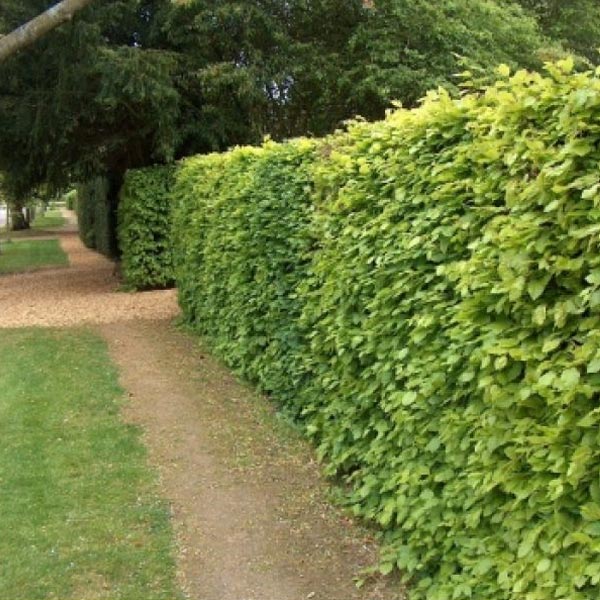 European Beech Hedging