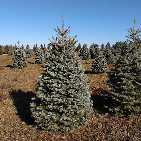 Larger Evergreens