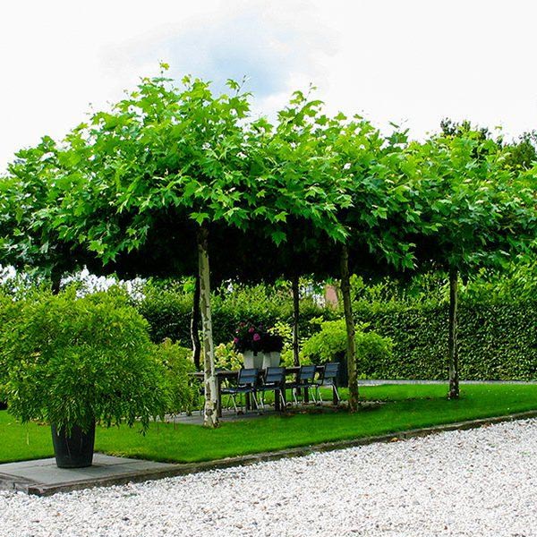 Van Oort Nursery Trees