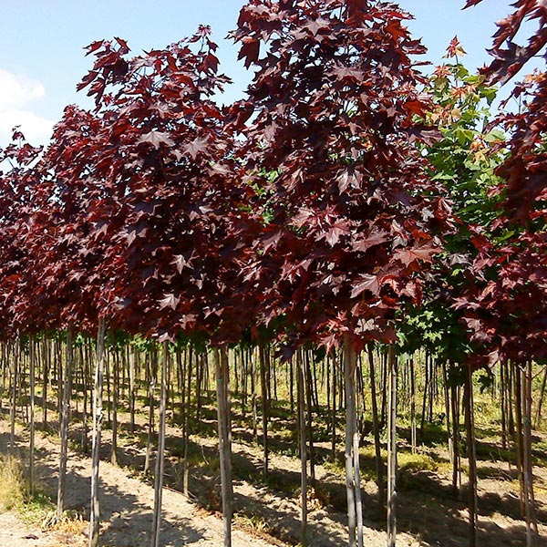 Shade Trees